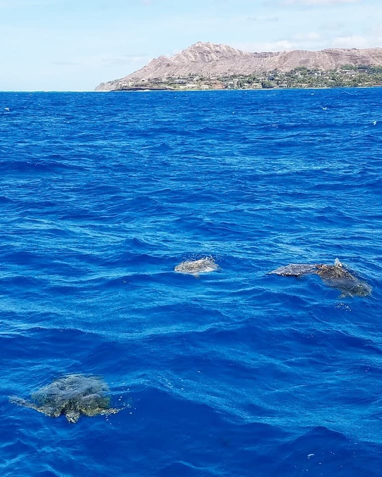 Snorkel with Turtles