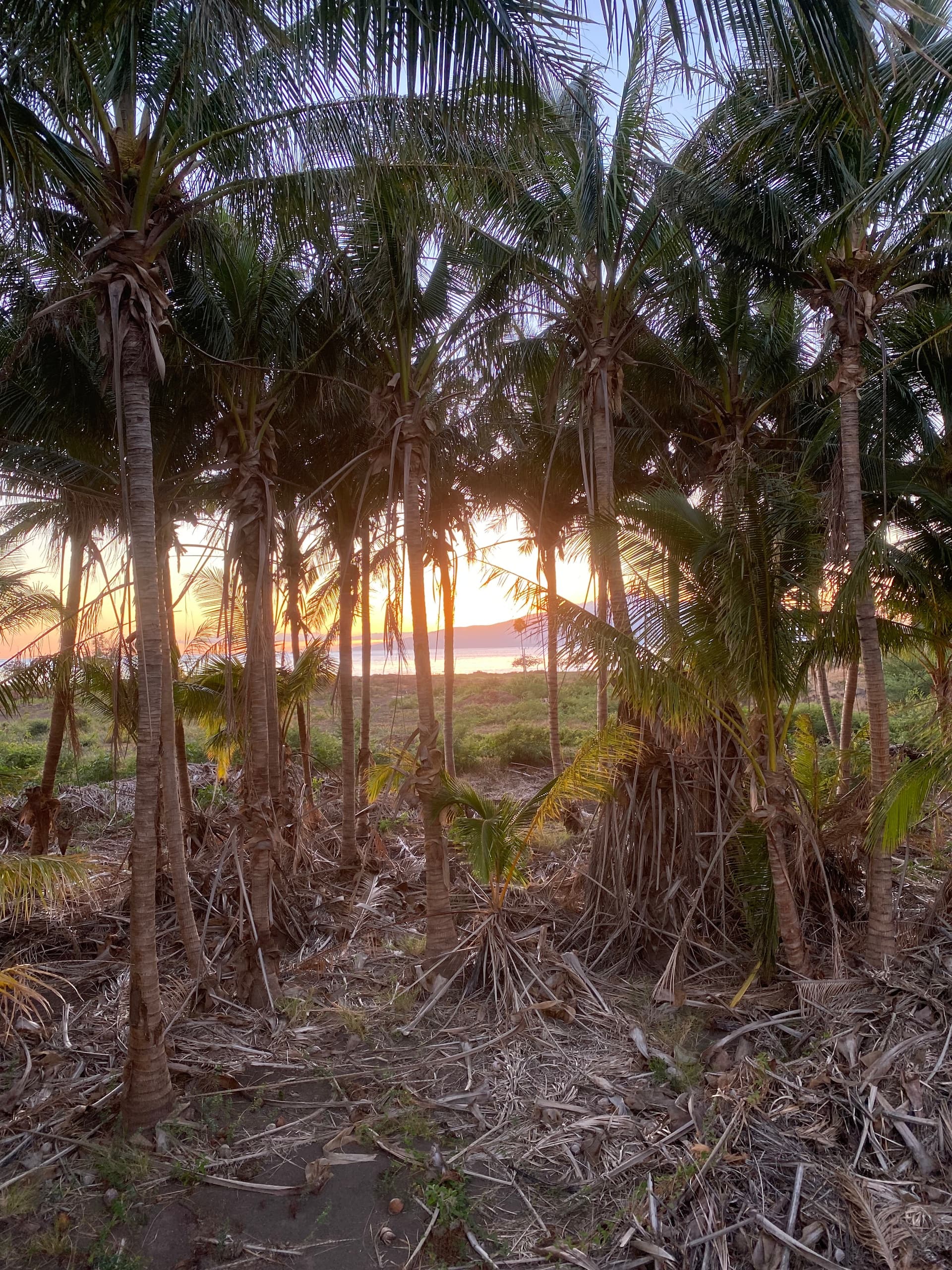Tour a hidden Mango Coconut Orchard & Taste the land
