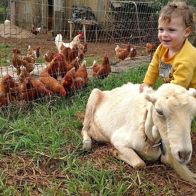 Organic Farm and Goat Dairy Tour