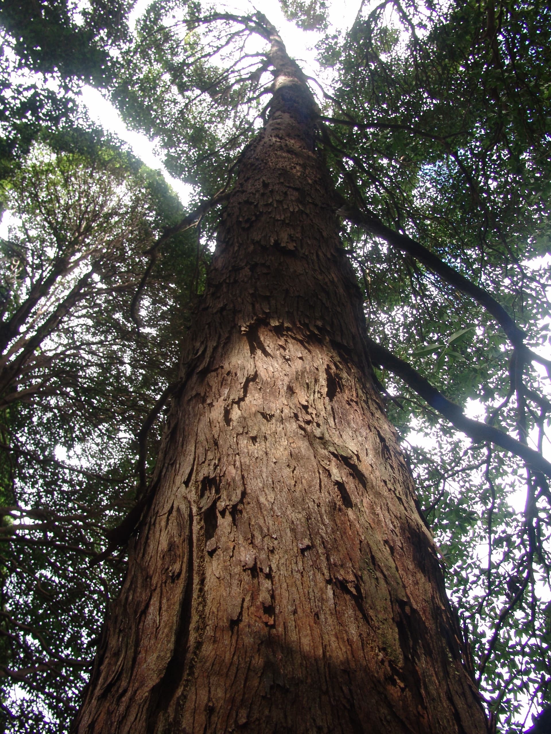 Hawaii Volcanic Rainforest Hike
