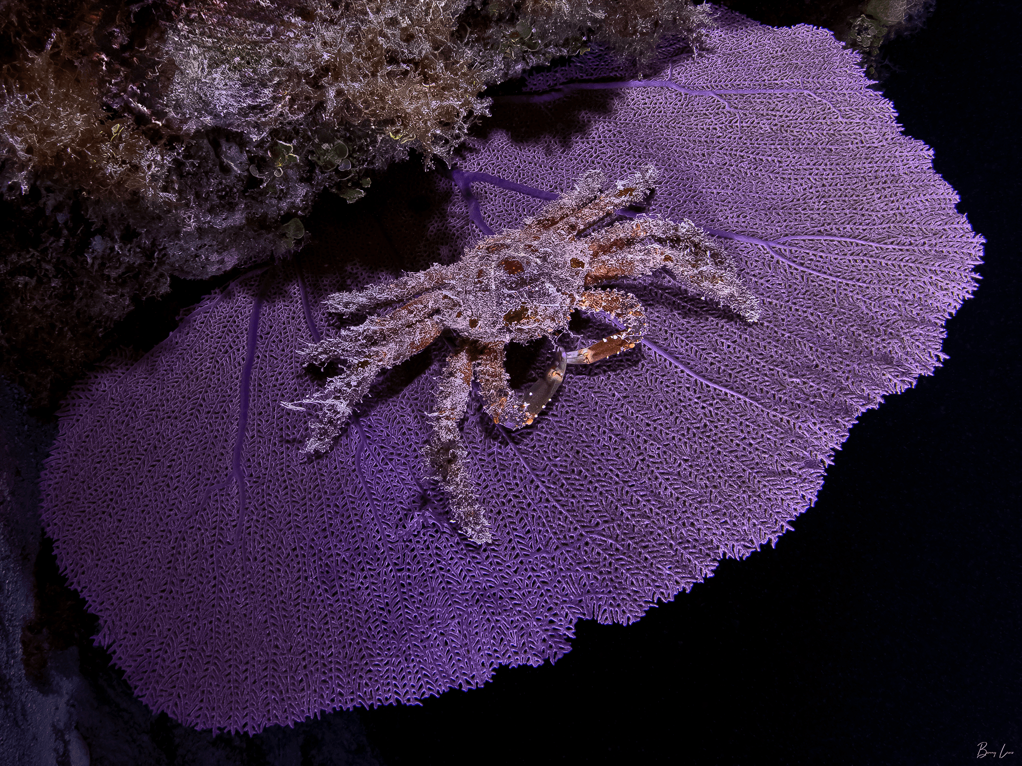 3 Divers - Private Night Dive with Barry