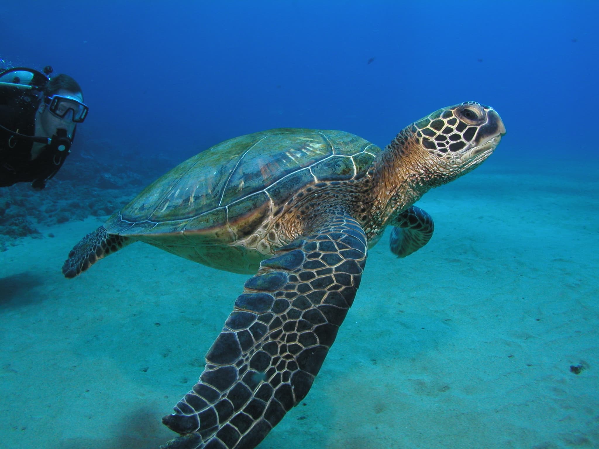 Shark-Turtle-Wreck Dive