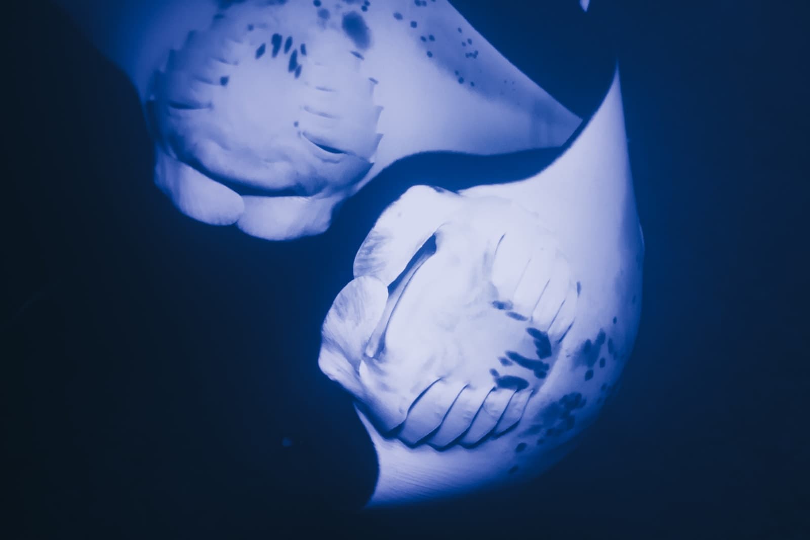 Manta Ray Night Snorkel Maheli Heli