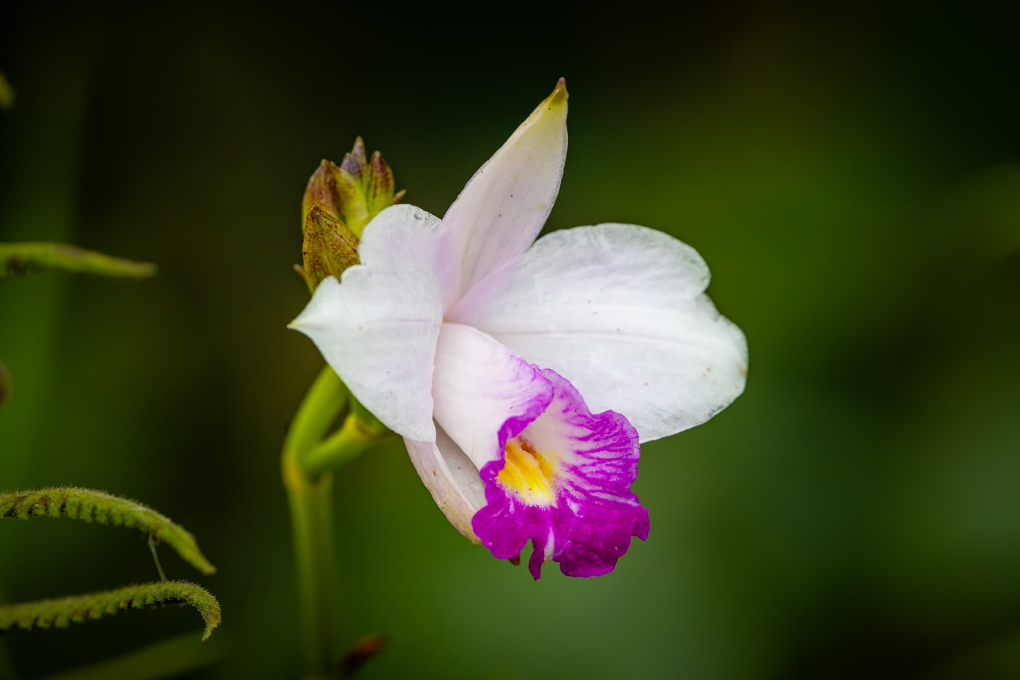 Big Island Plants and Flowers
