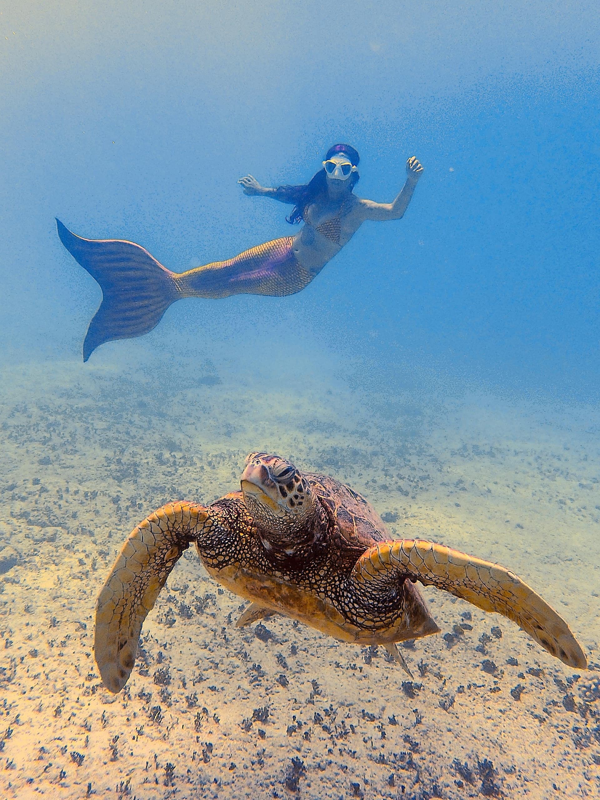 Mermaids and Turtles