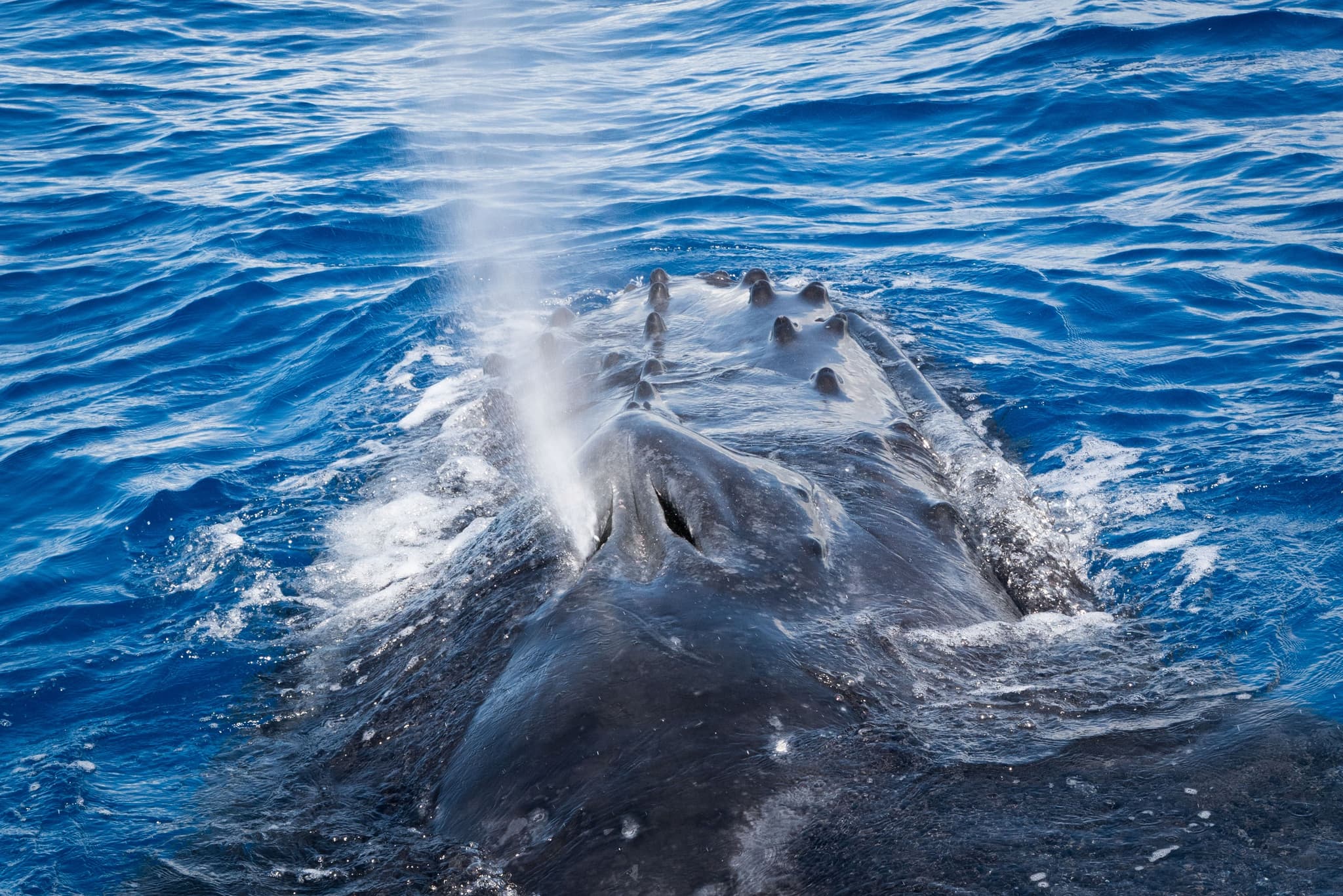 Exclusive Whale Watch