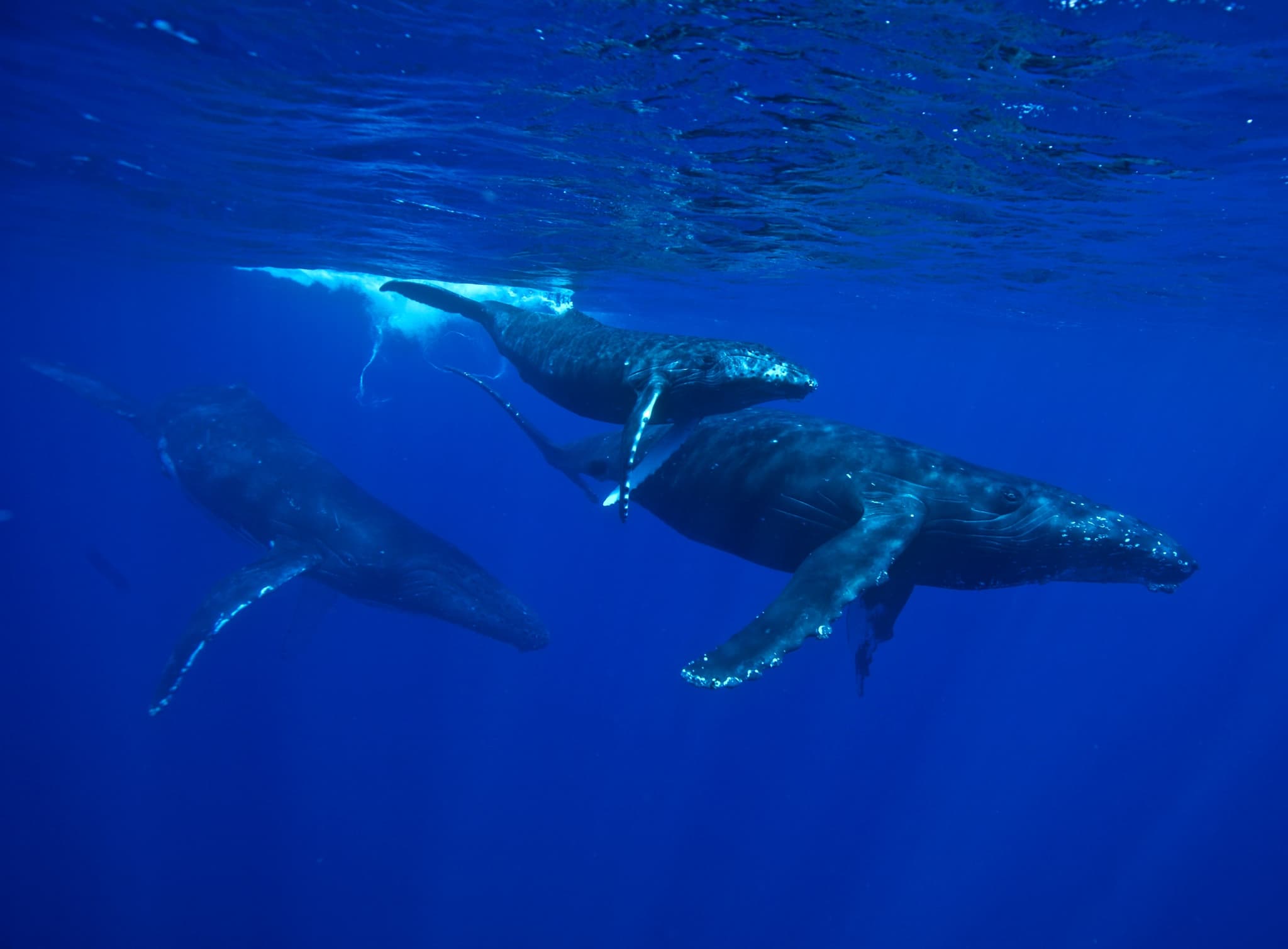 1.5 Hour Whale Watching Tour