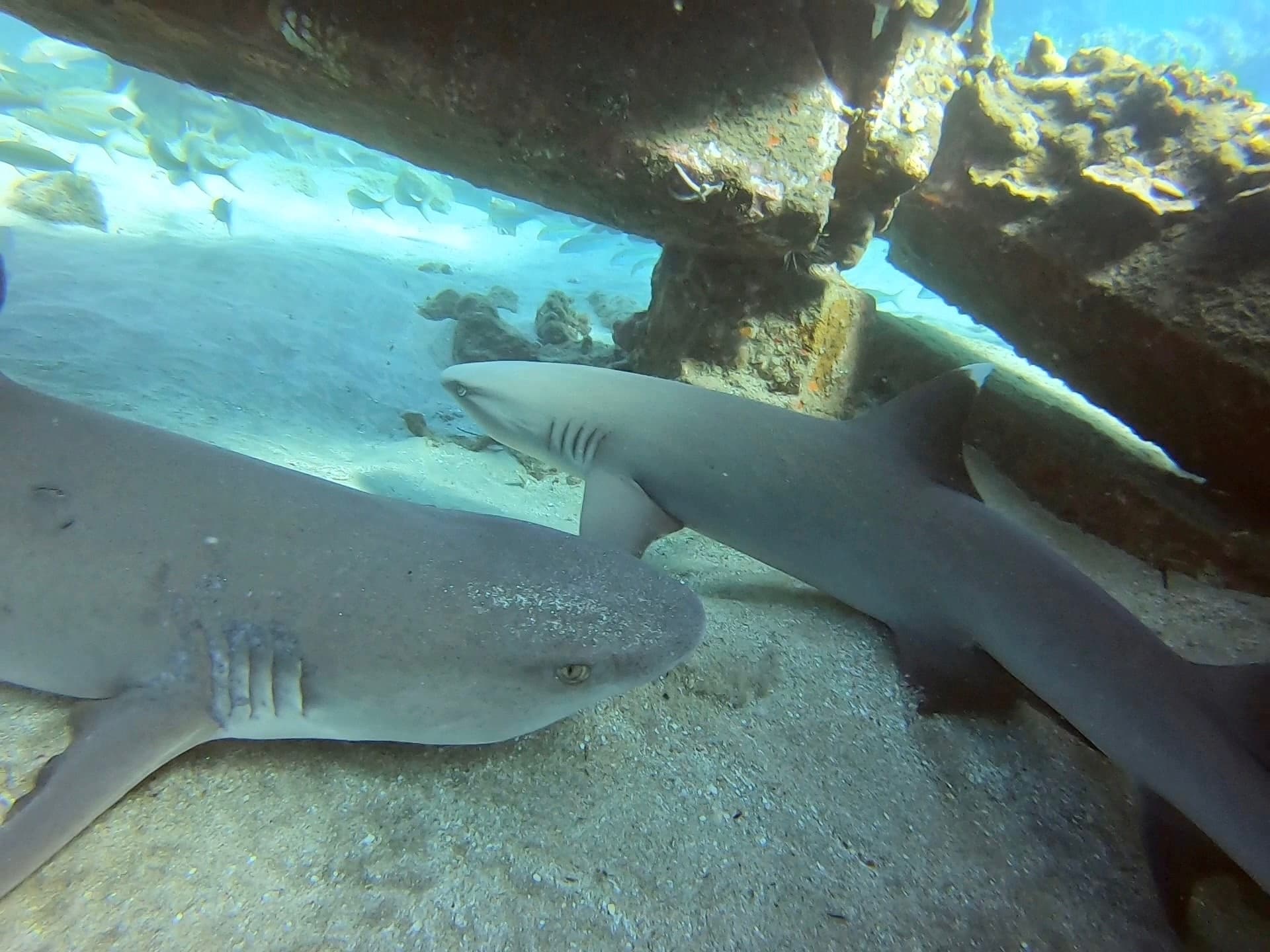 Shark-Turtle-Wreck-NIGHT Pkg