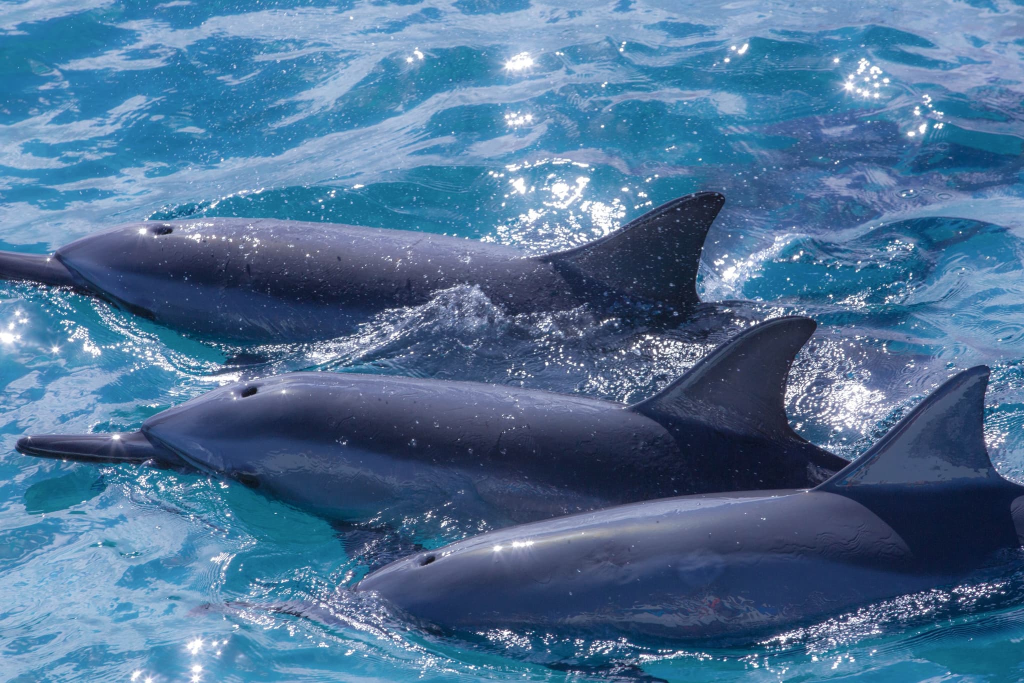 2 Hour Eye-Level Dolphin Watch Sightsee Eco-Raft Tour