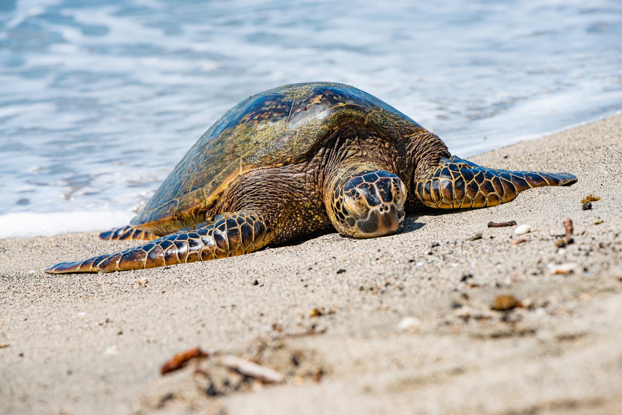 Sights & Bites Circle Island Tour