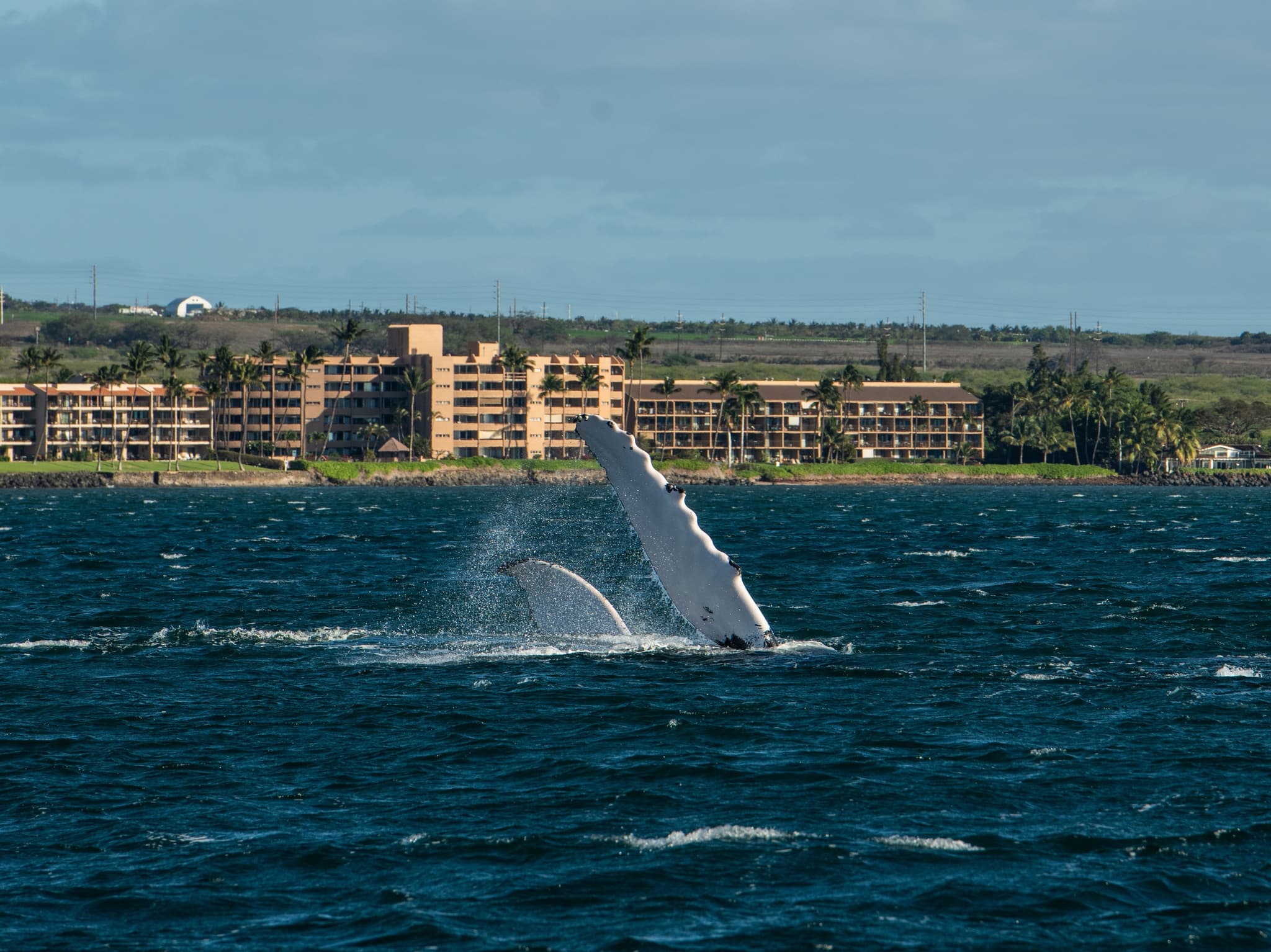 Private Whale Watch Cruise • Marjorie Ann