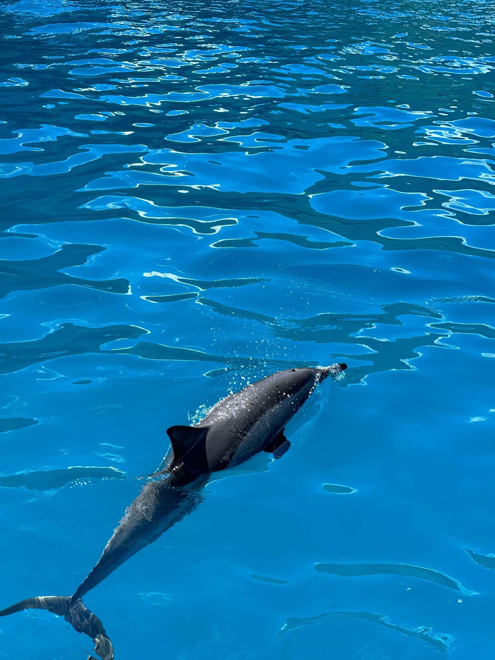 Deluxe Morning Magic