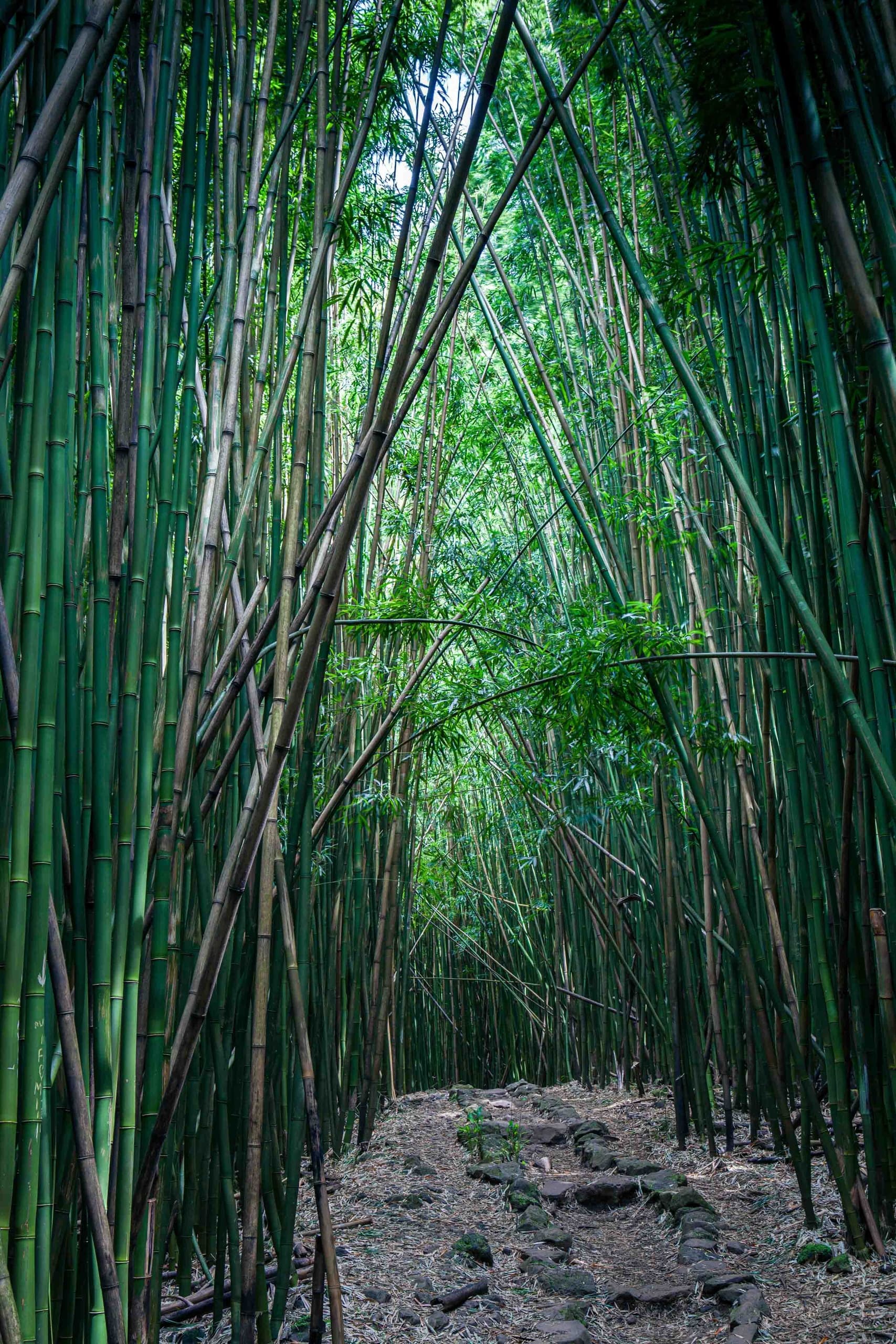 Private Tours: Road to Hana & Haleakala National Park or Customized Adventures