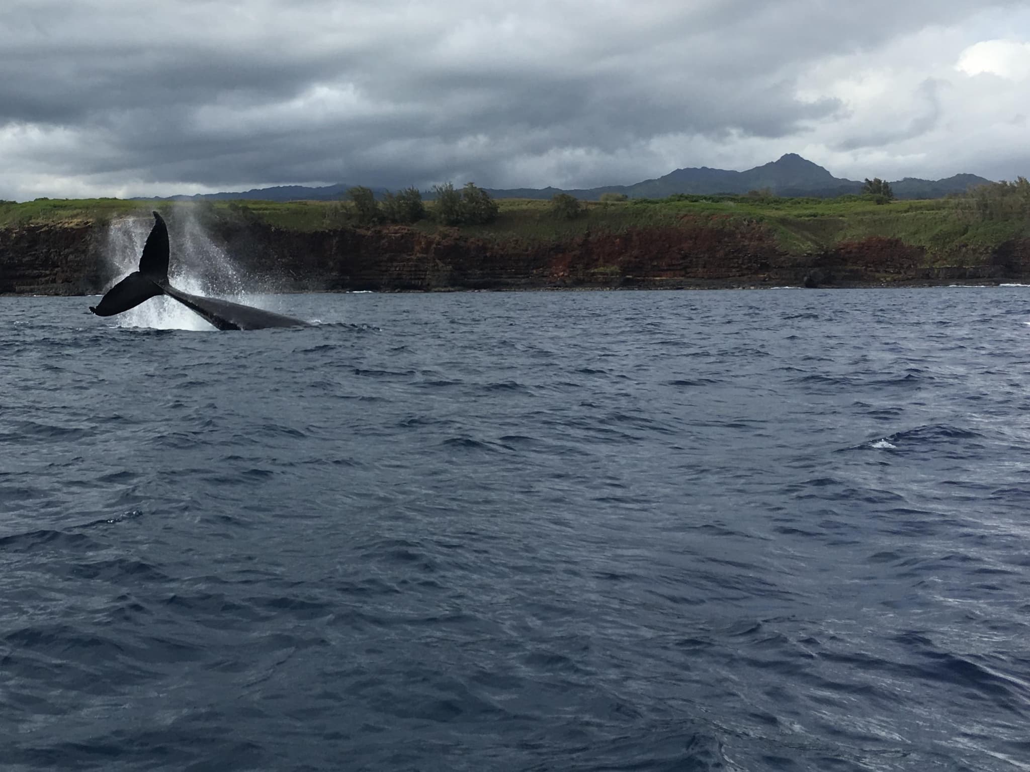 Kauai's Ultimate WEST SIDE Whale & Dolphin Zodiac Boat Adventure