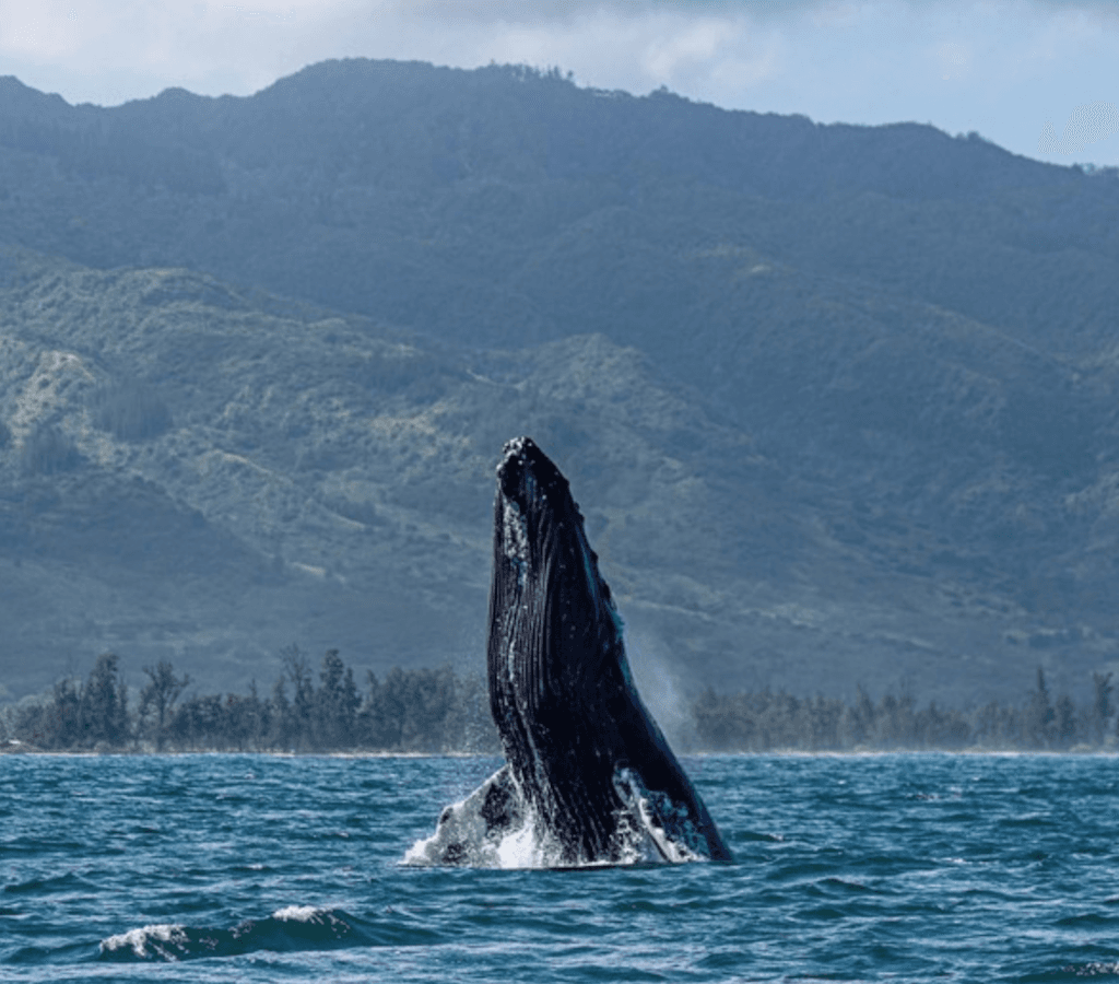 Whale Watching Tours