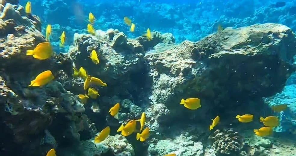Kealakekua Bay Snorkel