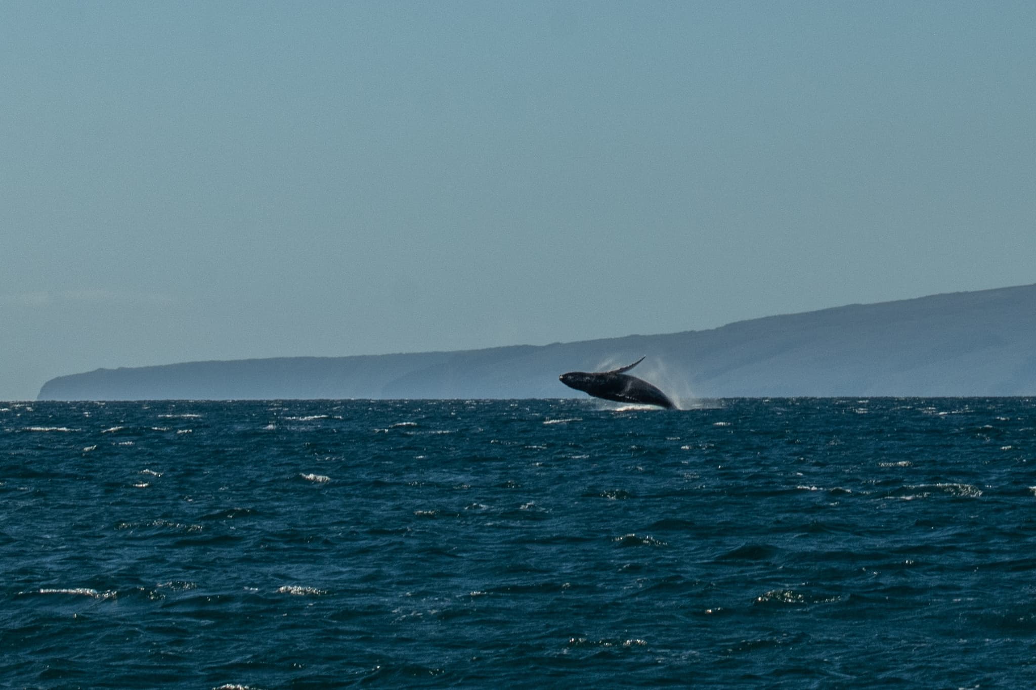 Private Whale Watch Cruise • Marjorie Ann