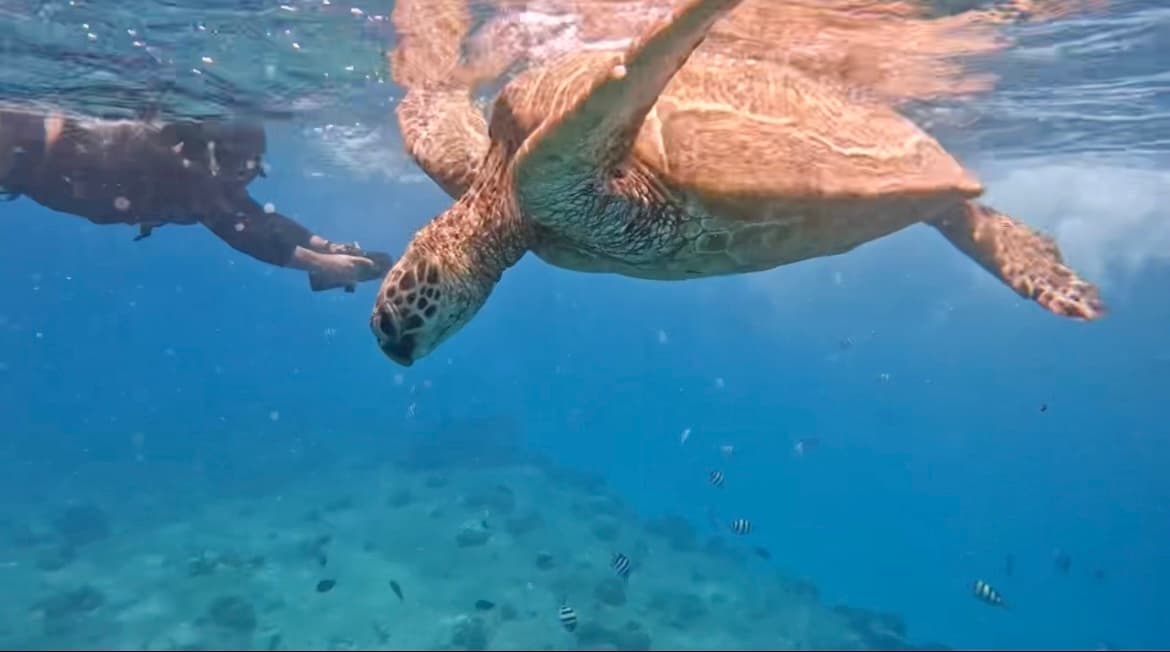 Sea Turtle Jet Snorkel Tour