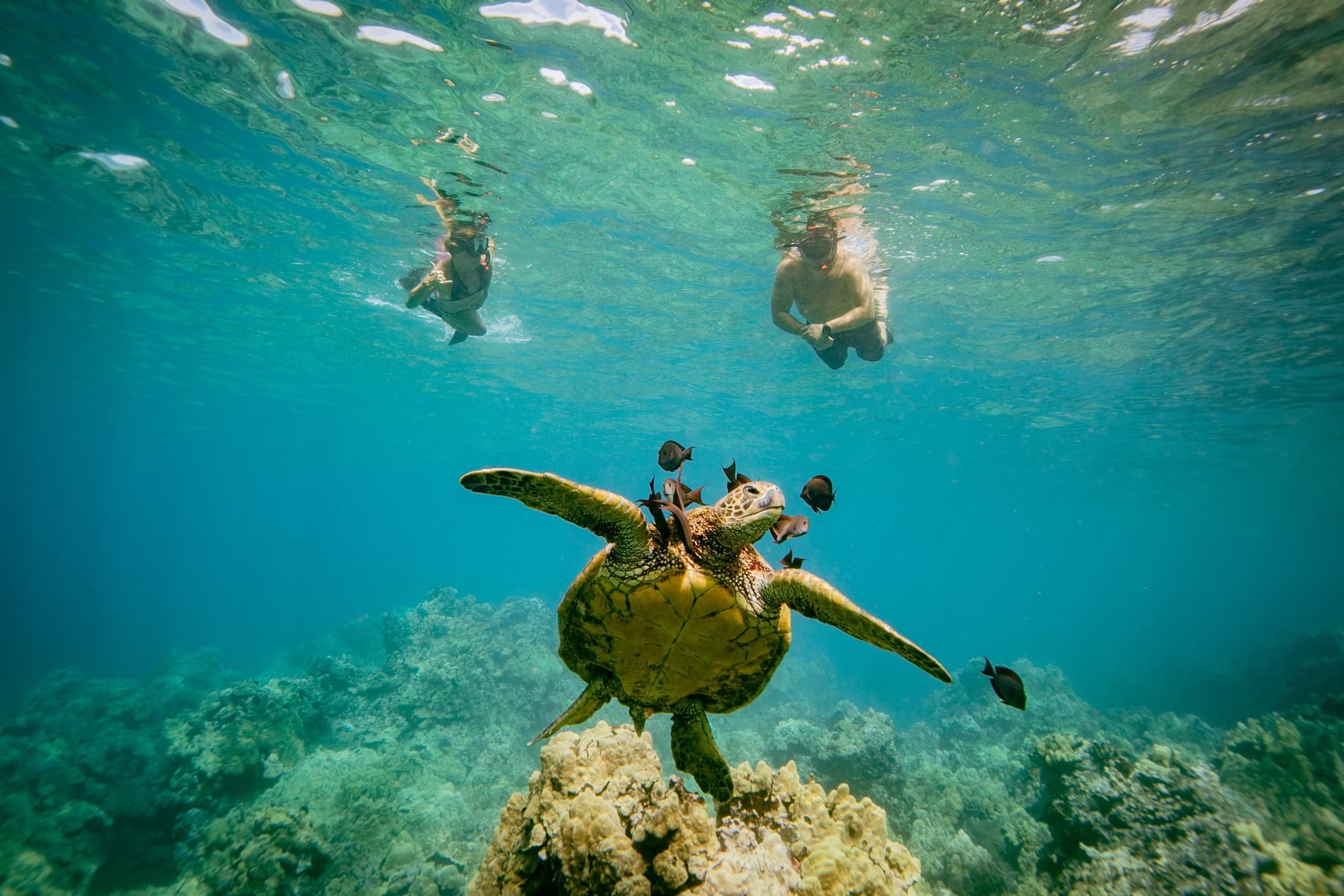 Discover the Magic of Coral Garden’s Turtle Town - 3 Hours
