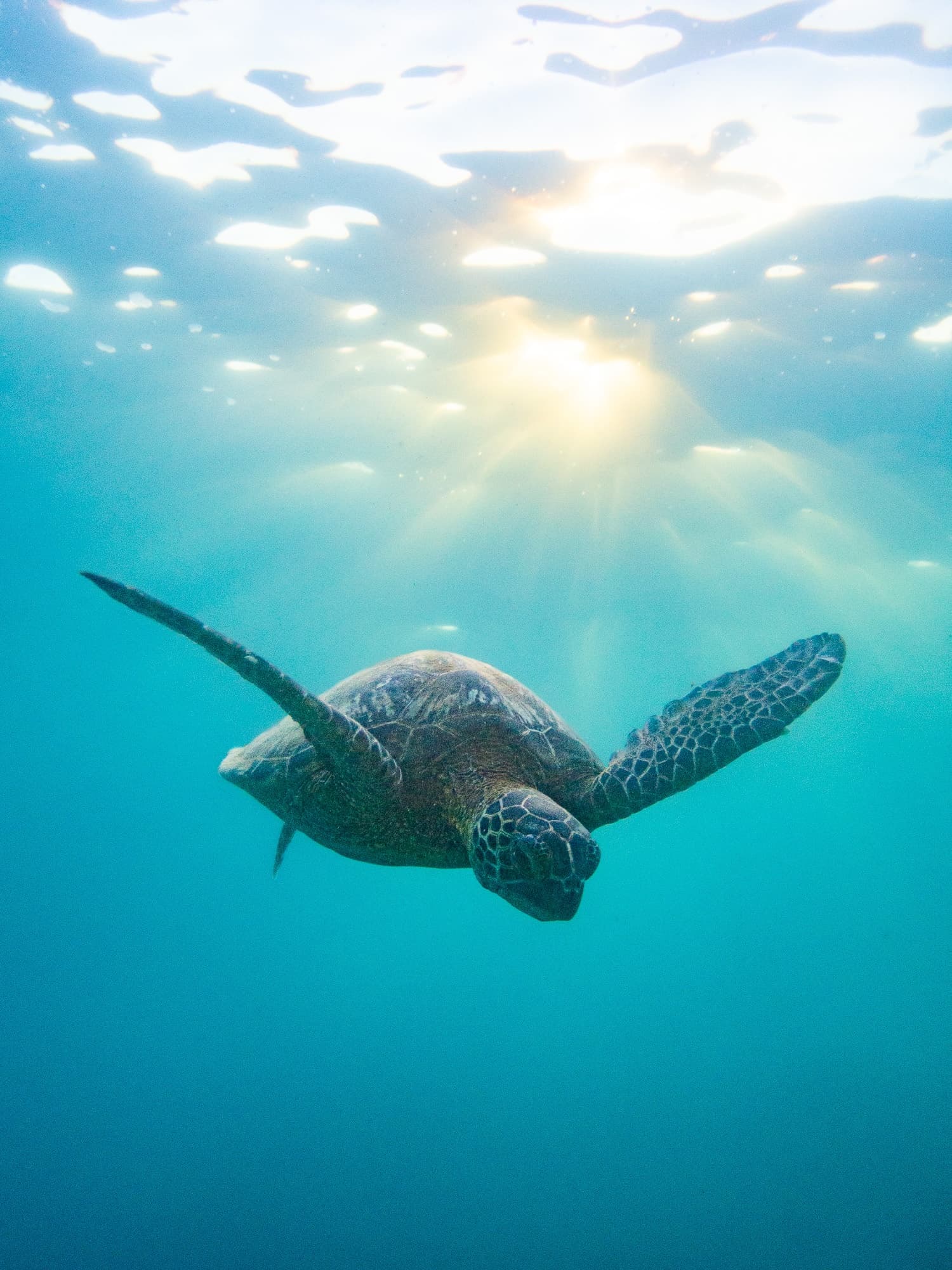 Nii hau 3-Tank Boat Dive