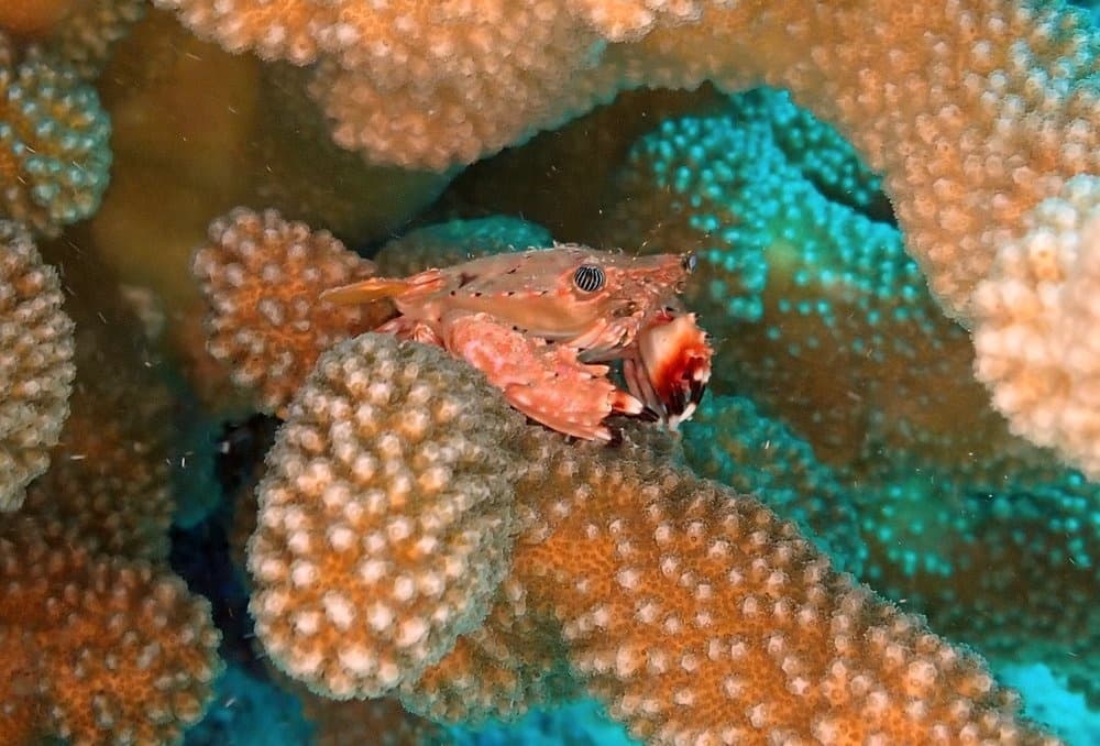 International Dive Excursion