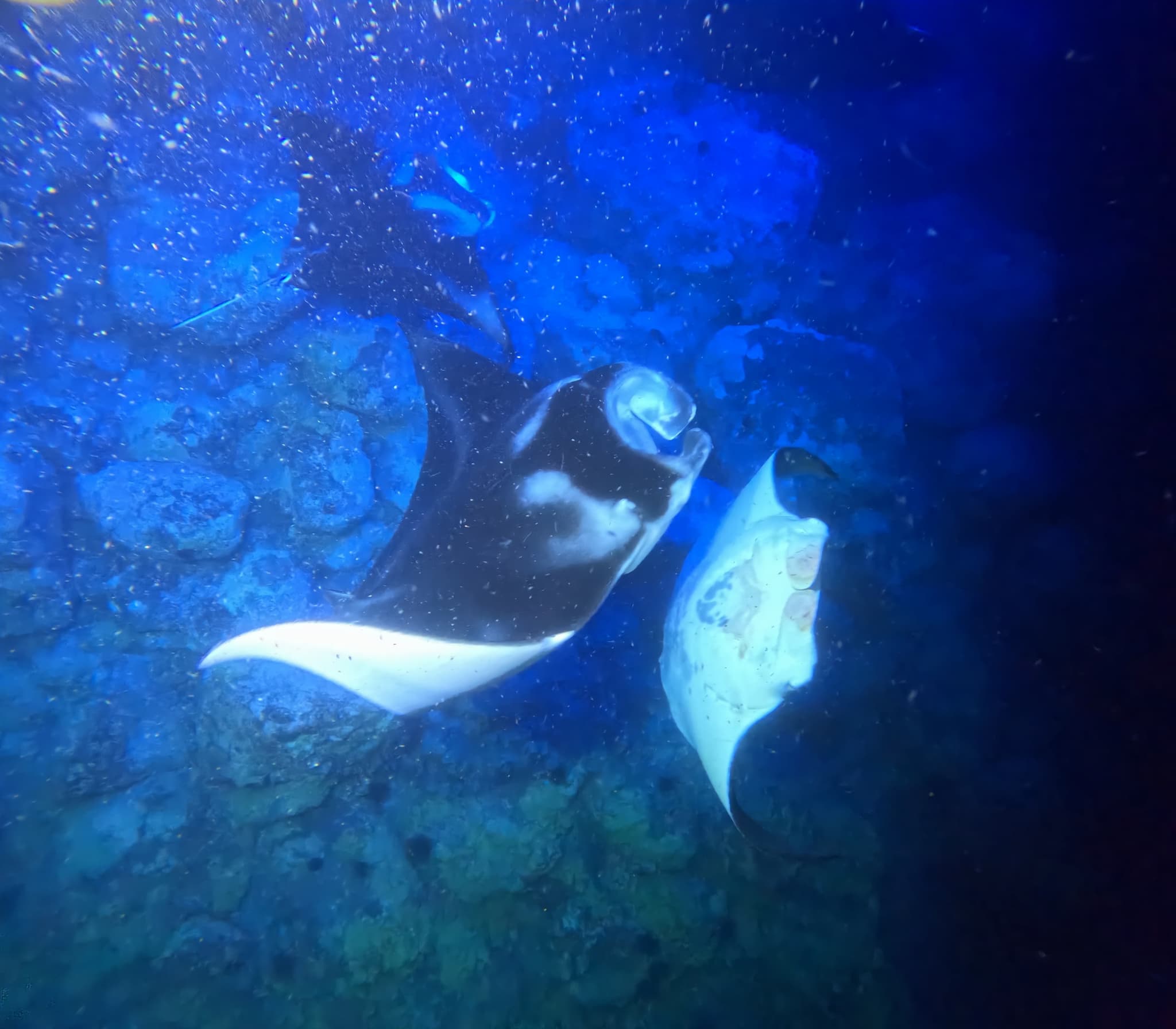 Sunset Manta Ray Snorkel