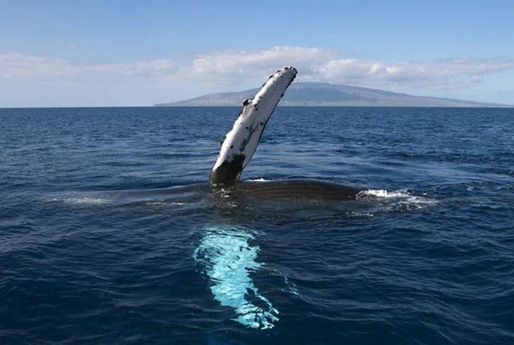Royal Humpback Whale Experience
