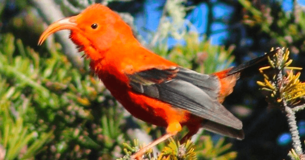 Maui Birding Group Tour