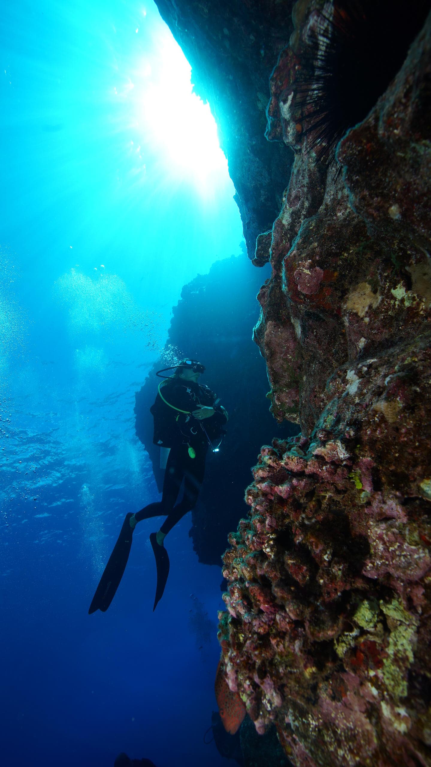 Hammerhead Drift 2 Tank Dive