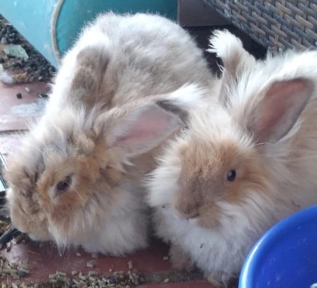 Earth Repair at Maui Majesty