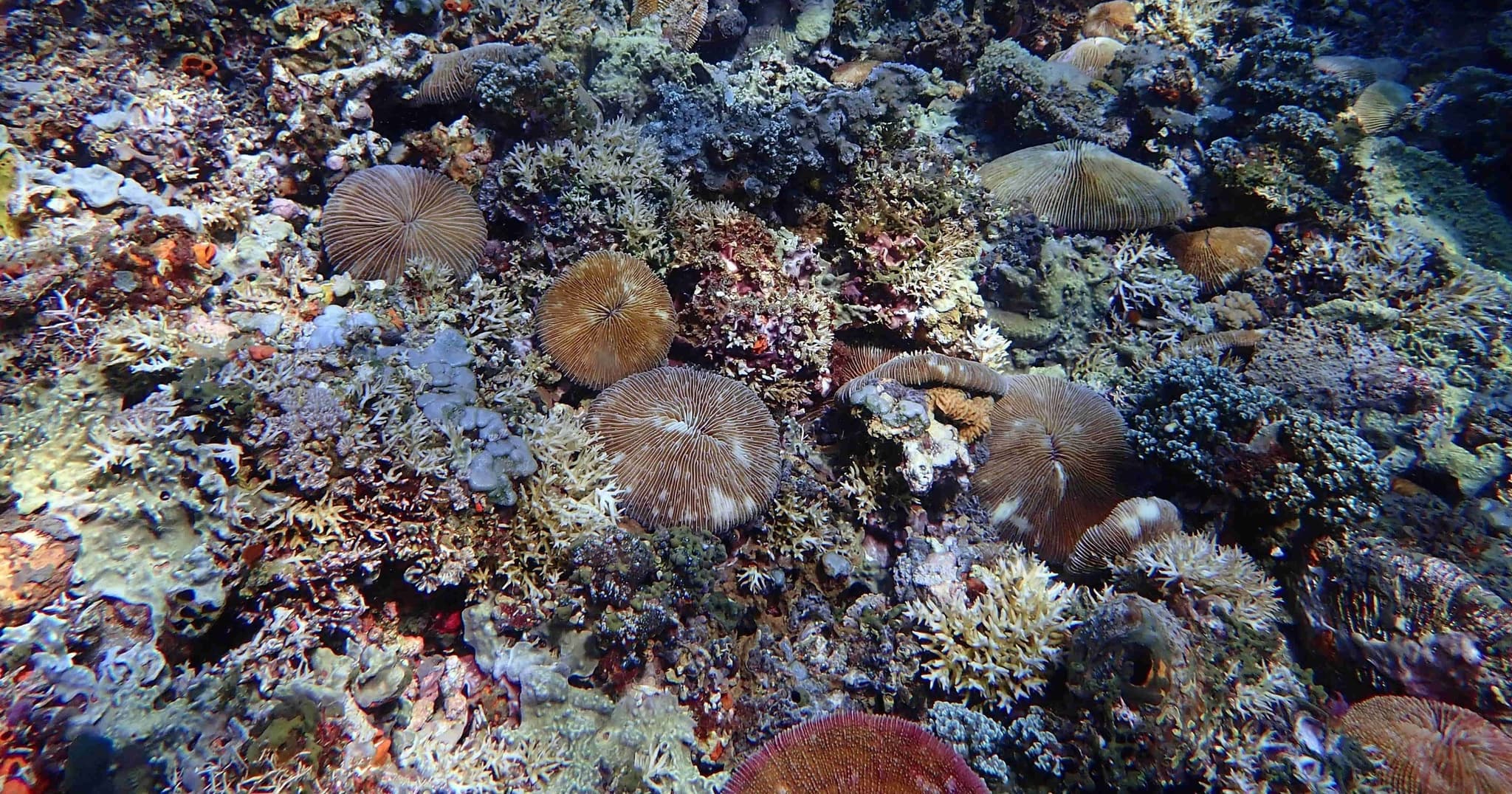 PADI AWARE Coral Reef Conservation Specialty