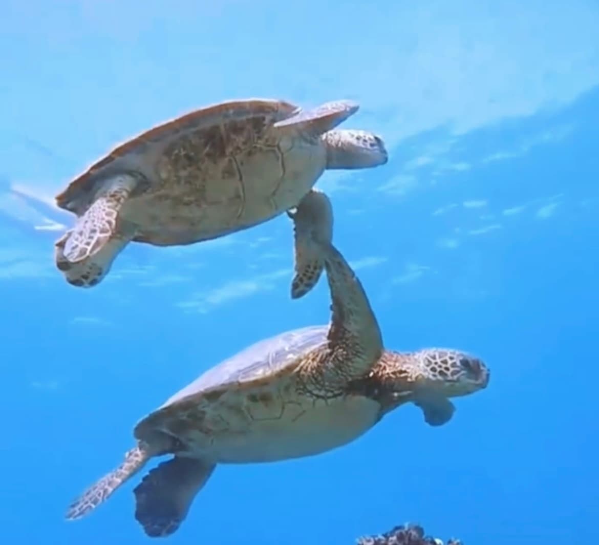 VIP Private Dolphin and Turtle Tour