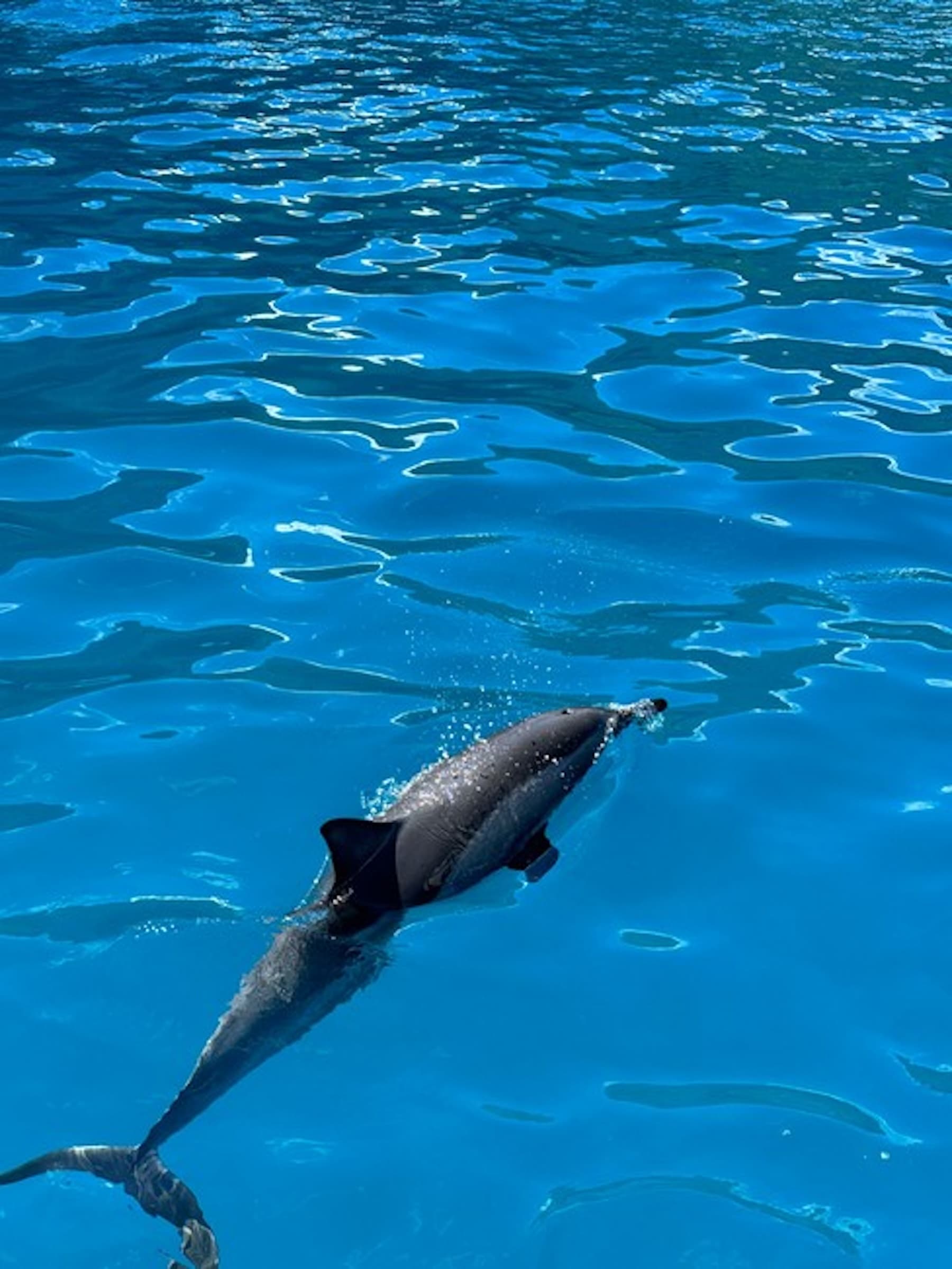 Deluxe Morning Magic