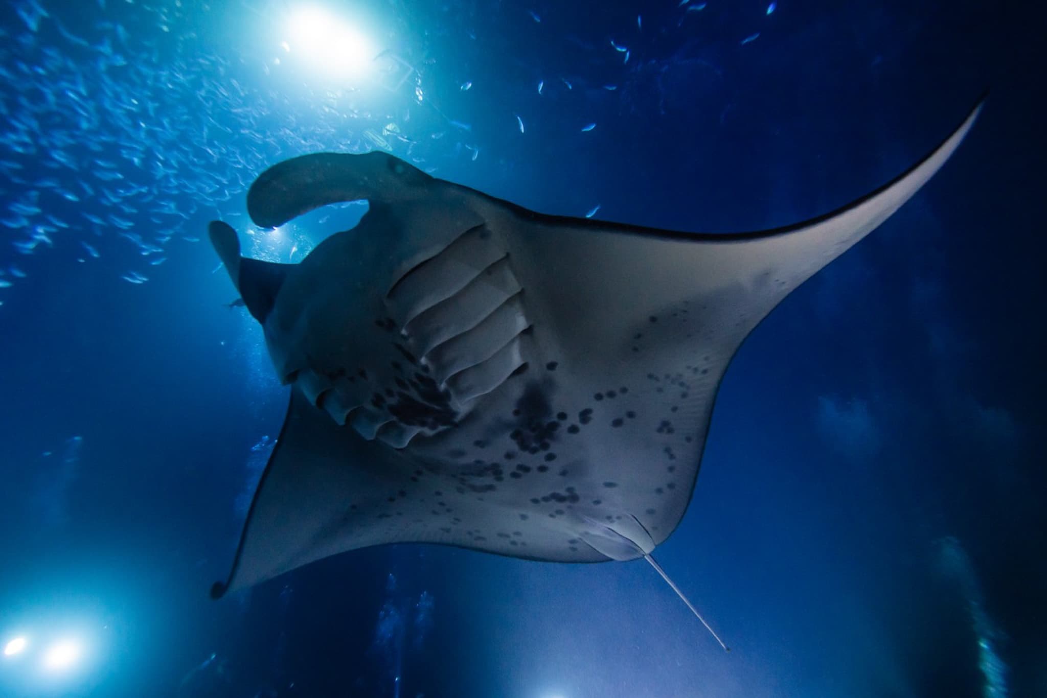 Night Manta Ray Snorkeling Tour