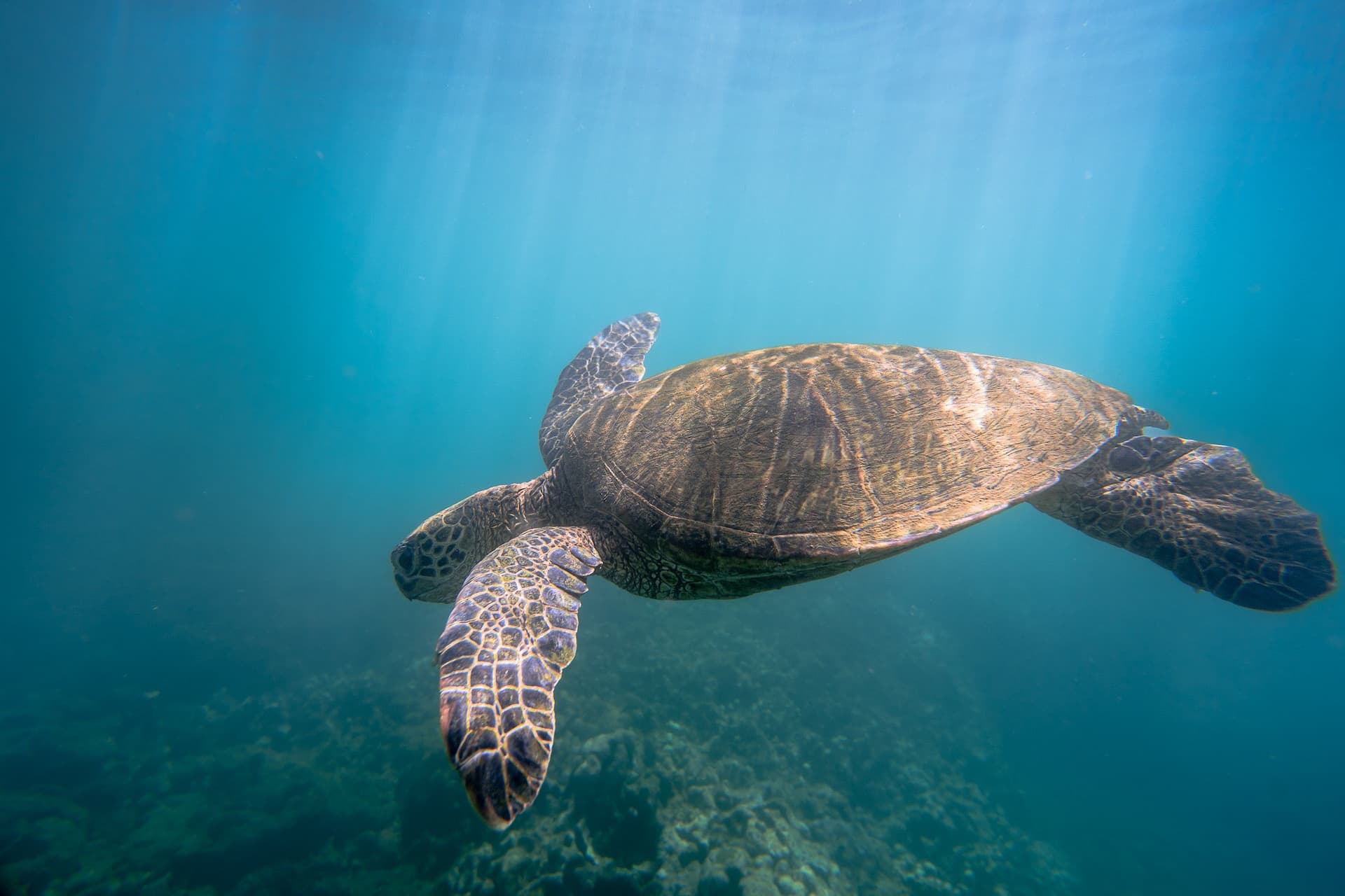 Snorkel With Turtles