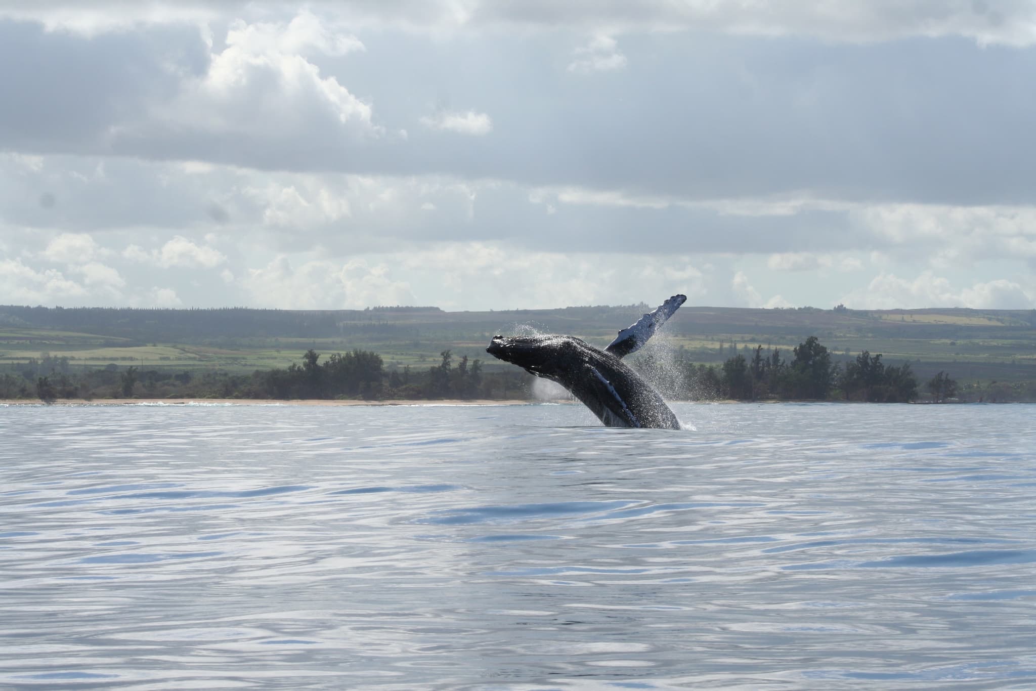 1.5 Hour Whale Watching Tour