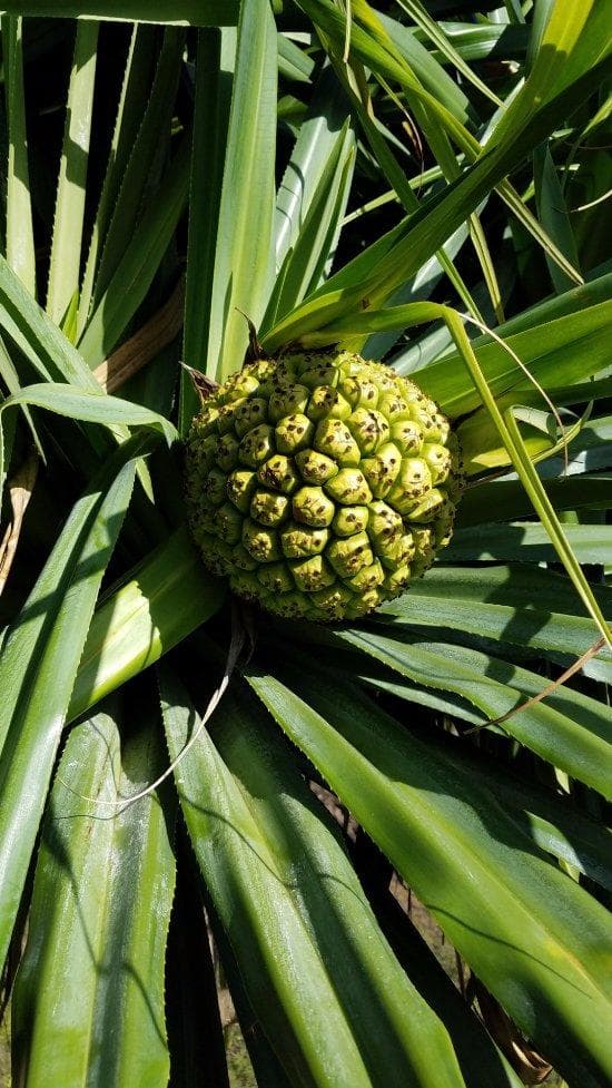 Kauai's Legends,  Waterfalls & Geysers.