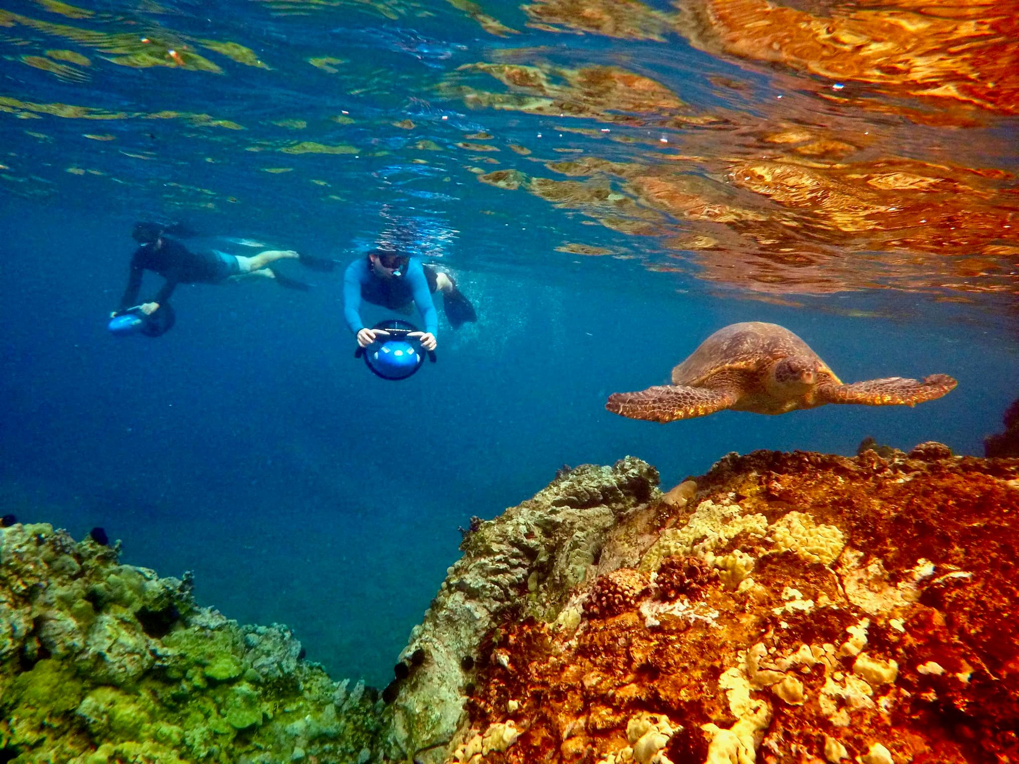 Private Snorkeling Guided Tour - Wailea Beach