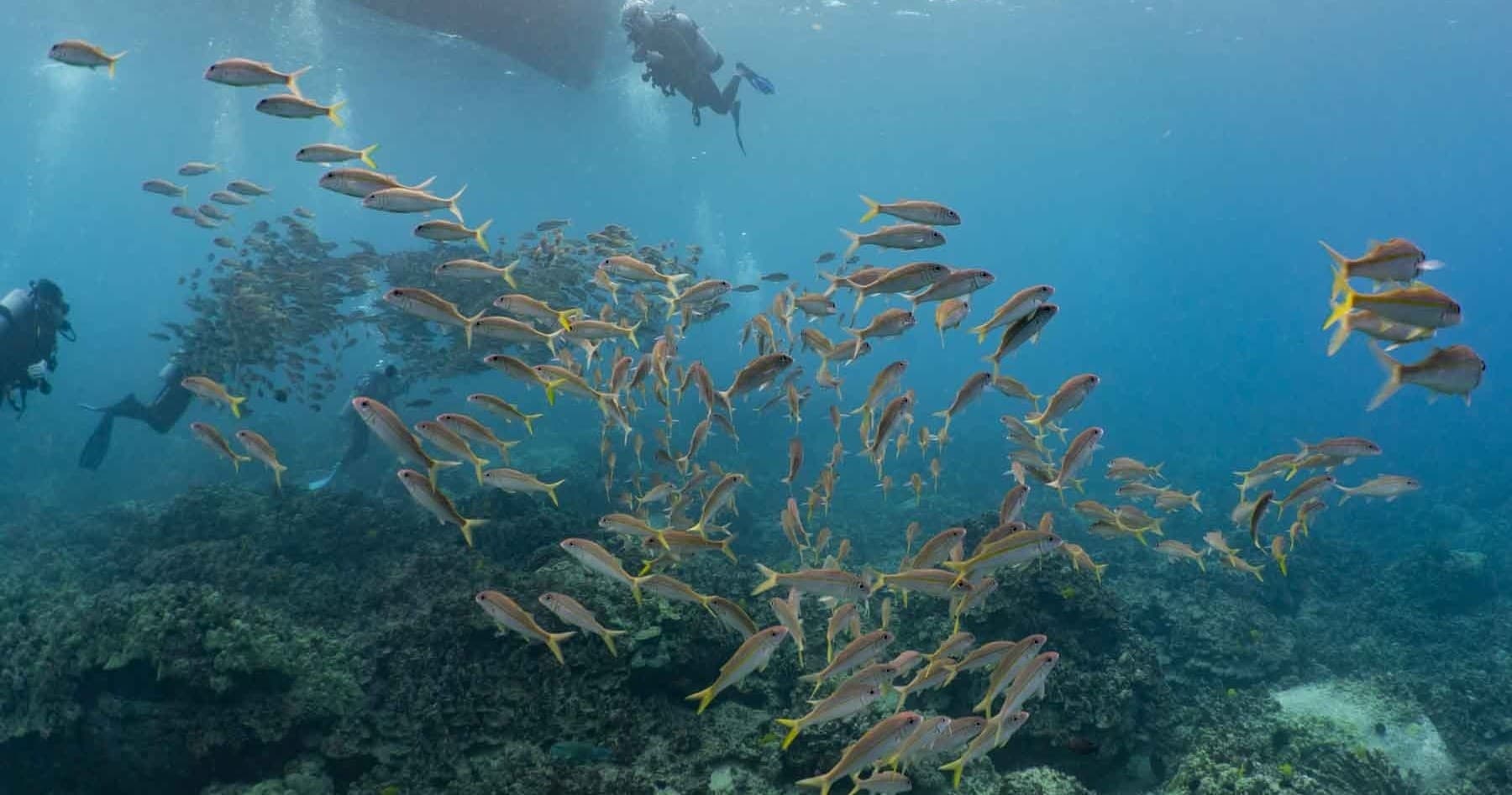 2-Tank Local Morning Dive Charter