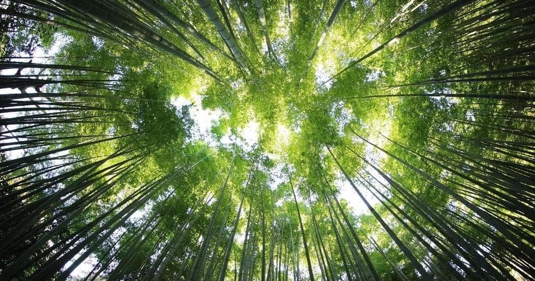 Half-Day: Road to Hana