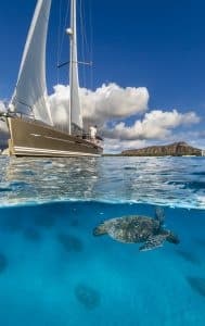 Sail & Sea Turtle Swim