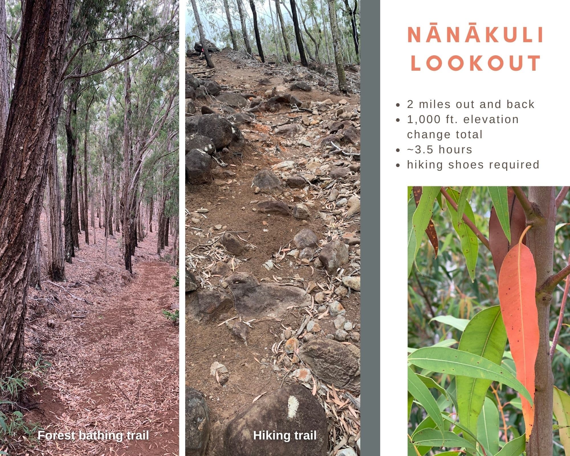 Forest Bathing, Hike, & Moʻolelo