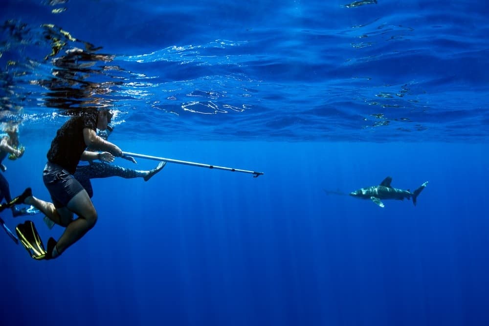 Deep Ocean Wildlife Safari