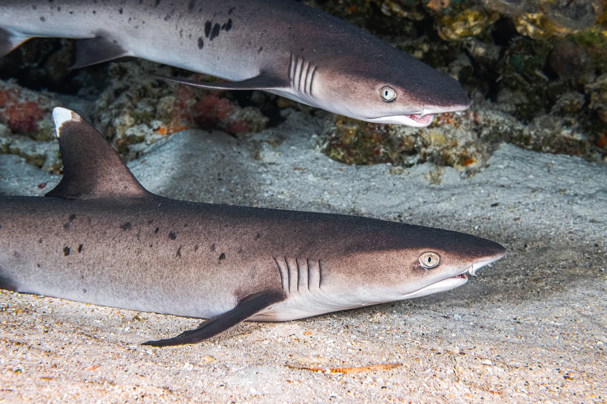 Sharks of the Reef Snorkel