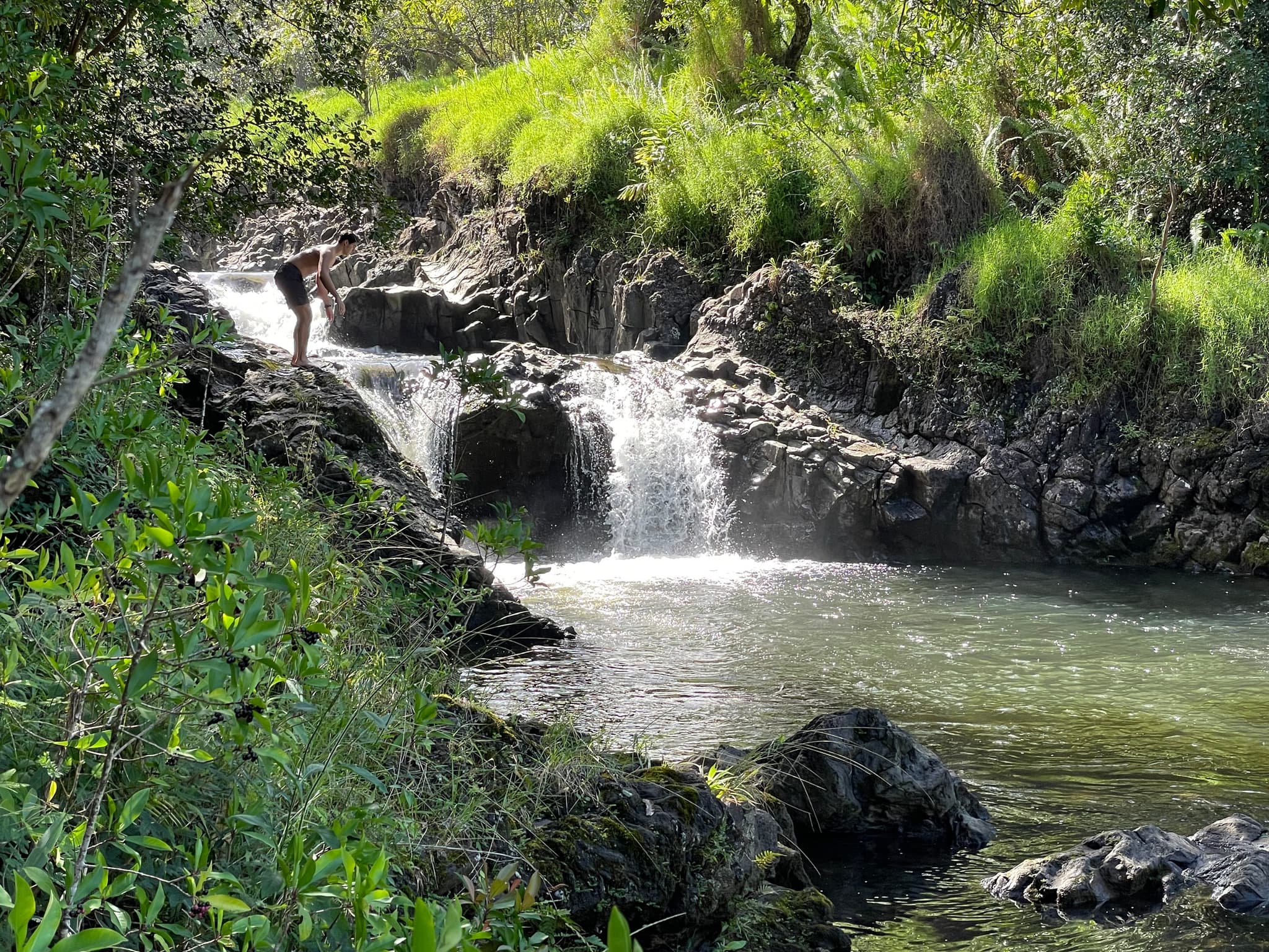 Hike into Heritage: Luxury Rainforest Hike & Waterfall Swim - Private Platinum Minibus