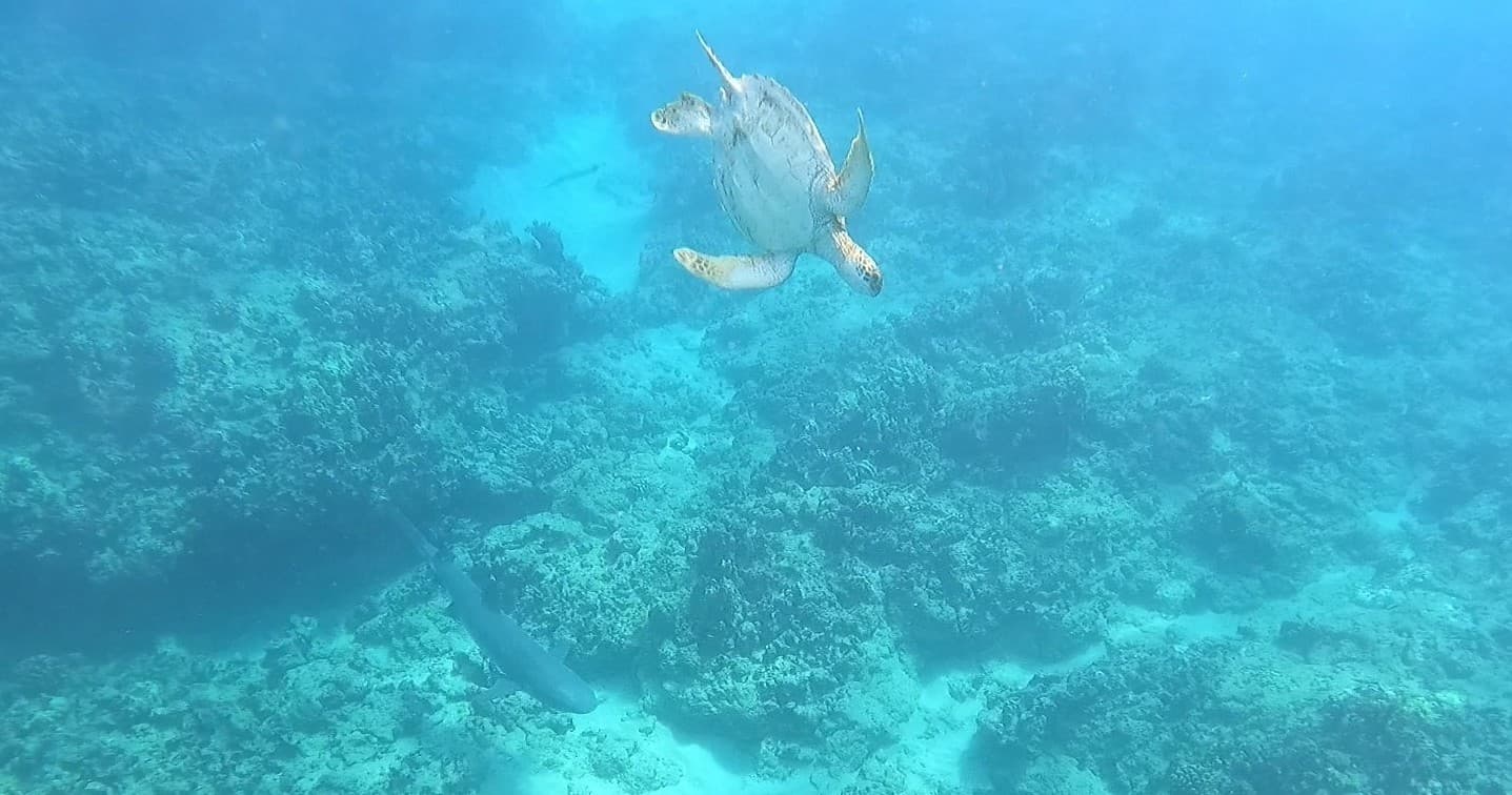 Marine Ecology Tour SNORKEL