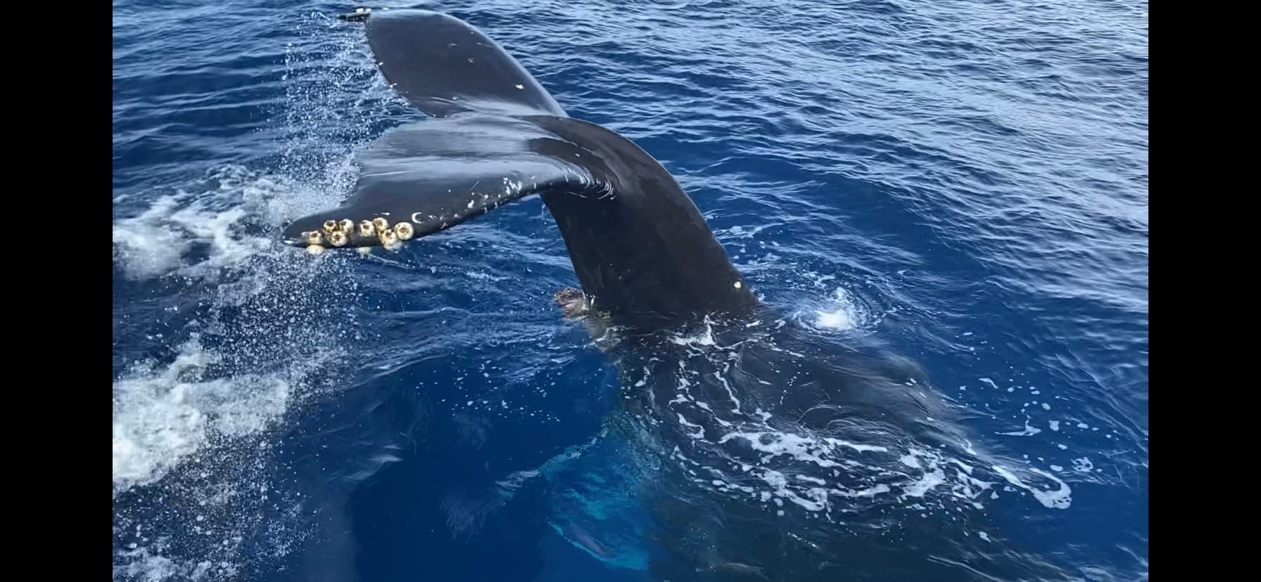 Combination Whale Watch & Snorkel