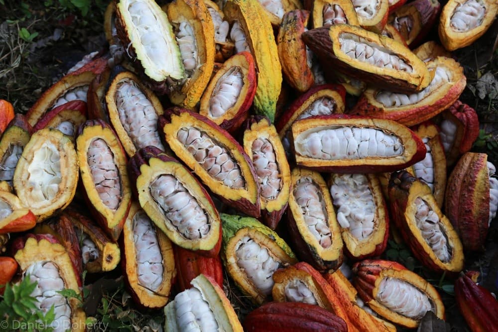 ツアー＆チョコレート・テイスティング体験