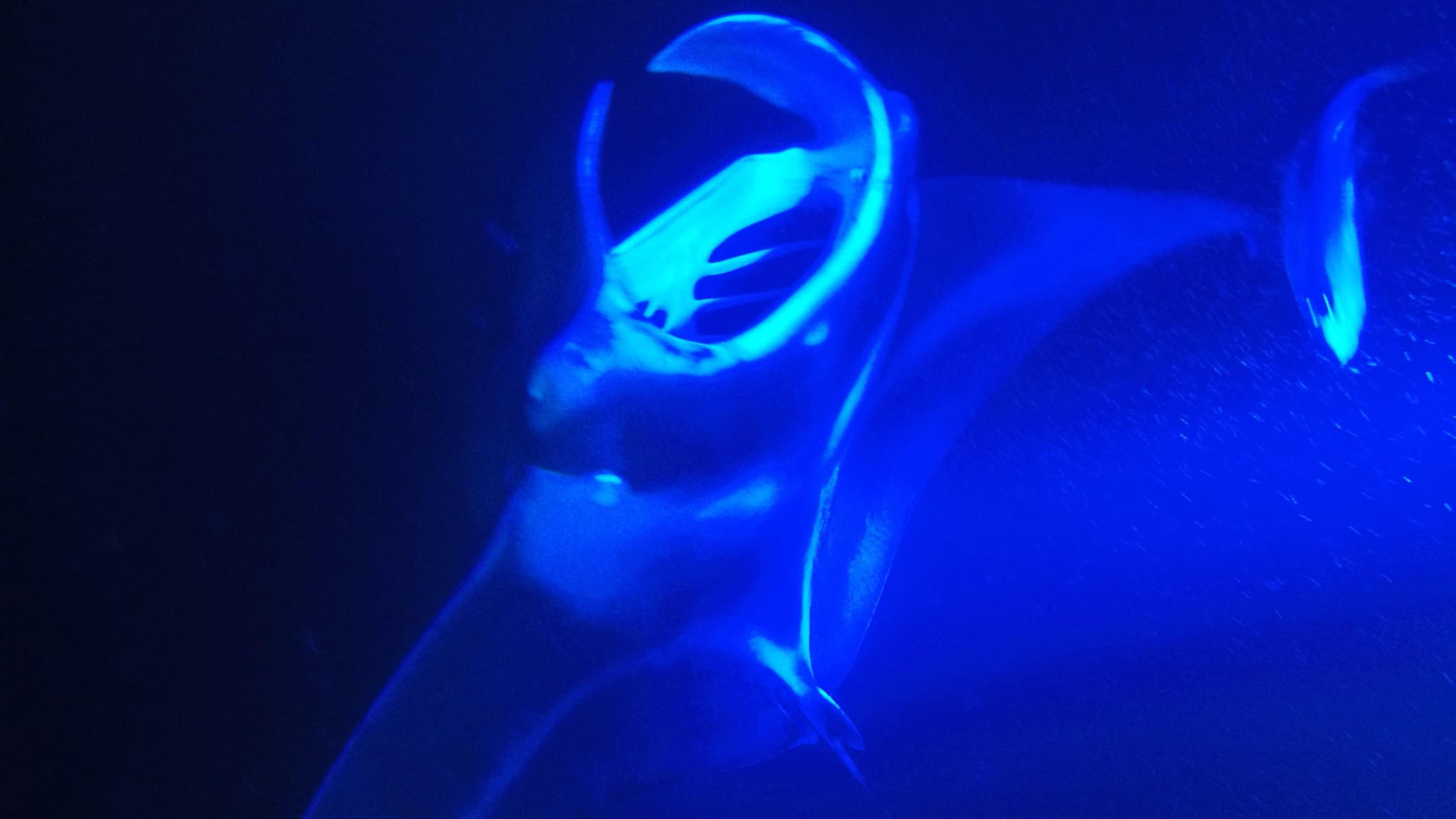 Sunset Paddle & Manta Ray Experience