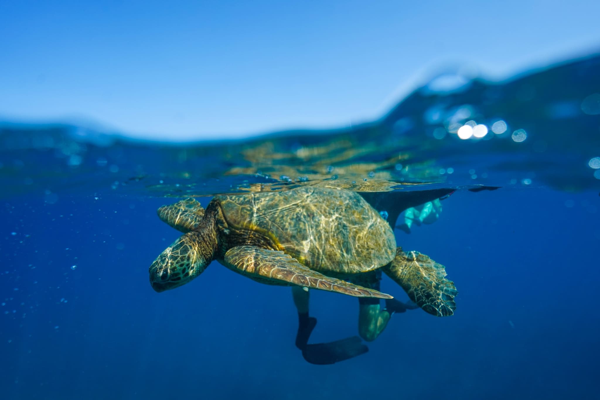 Kona: 2-Hour Afternoon Snorkel & Dolphin Watching